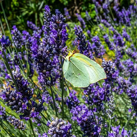 La Mirage Appartement