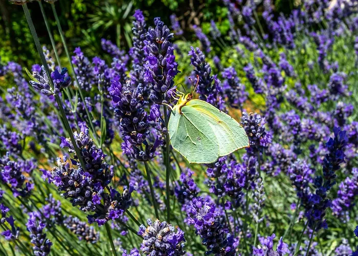 La Mirage Apartamento